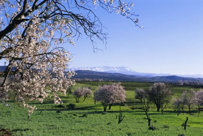 Framed Print : Almond trees in bloom Framed Print : Almond trees in bloom