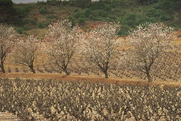 Almond trees in blossom in spring in a vineyard near St. Paul de Fenouillet