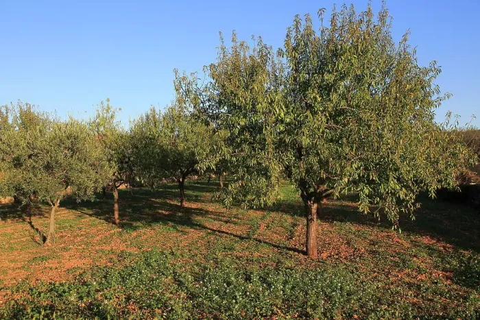 Framed Print : Almond trees orchard blue sky Lliber, Marina Alta, Alicante province, Spain, Europe Framed Print : Almond trees orchard blue sky Lliber, Marina Alta, Alicante province, Spain, Europe