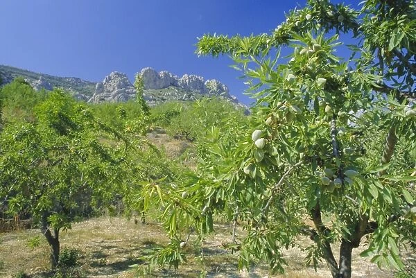 Almond trees in the Sierra de Aitana