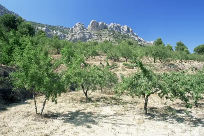 Framed Print : Almond trees in the Sierra de Aitana Framed Print : Almond trees in the Sierra de Aitana