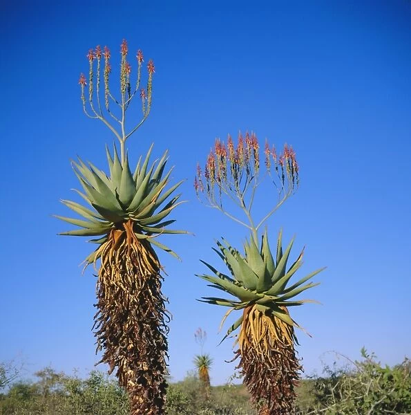 Aloe species in the desert on the border of Botswana and Namibia