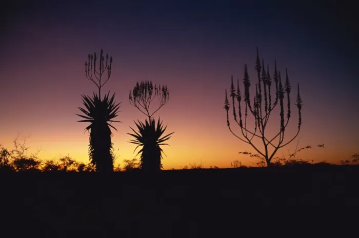Framed Print : Aloe species in desert scrubland on the border of Botswana, Namibia, Africa
