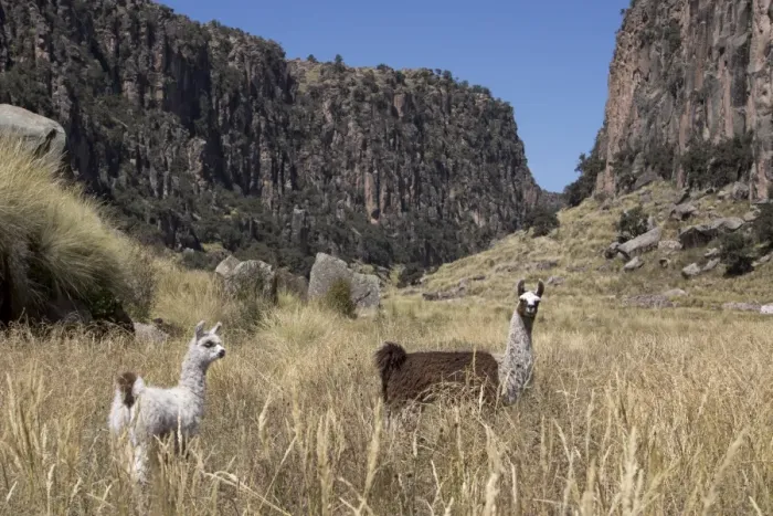 Framed Print : Alpaca and llama in the Andes, Peru, South America Framed Print : Alpaca and llama in the Andes, Peru, South America