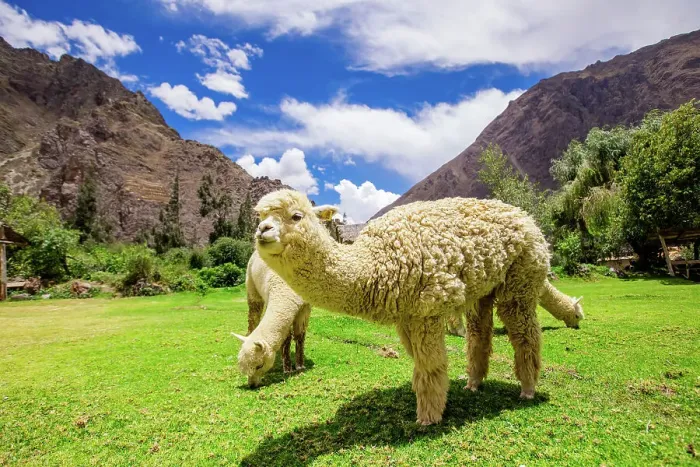 Framed Print : Alpaca in Ollantaytambo, Peru, South America Framed Print : Alpaca in Ollantaytambo, Peru, South America