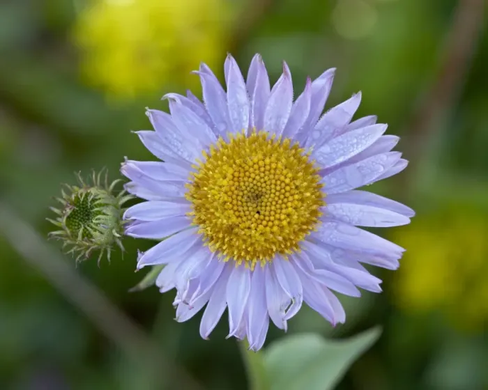 Framed Print : Alpine Aster (Aster alpigenus), Shoshone National Forest, Wyoming, United States of America Framed Print : Alpine Aster (Aster alpigenus), Shoshone National Forest, Wyoming, United States of America