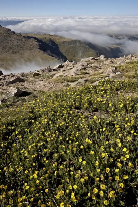 Framed Print : Alpine avens (Acomastylis rossii turbinata) above the clouds, Mount Evans, Arapaho-Roosevelt National Forest, Colorado, United States of America, North America