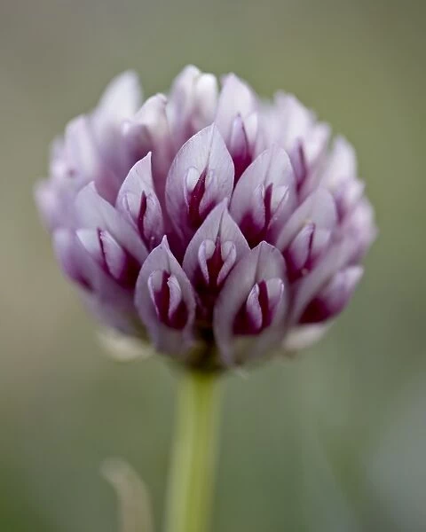 Alpine clover (Trifolium dasyphyllum), Mount Evans, Colorado, United States of America