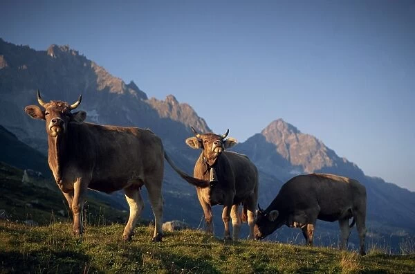 Alpine cows, St