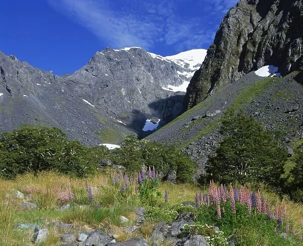 Alpine flowers and lupins near Milford Sound in the mountains of Otago on the South Island of New Zealand