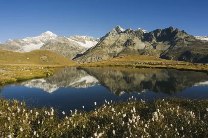 Framed Print : Alpine flowers and perfect reflection in lake at Schwarzee Paradise