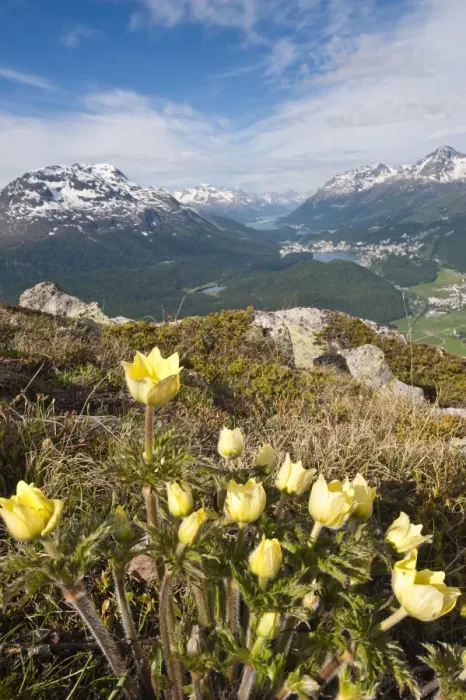 Framed Print : Alpine flowers and views of Celerina and St. Moritz from atop Muottas Muragl Framed Print : Alpine flowers and views of Celerina and St. Moritz from atop Muottas Muragl