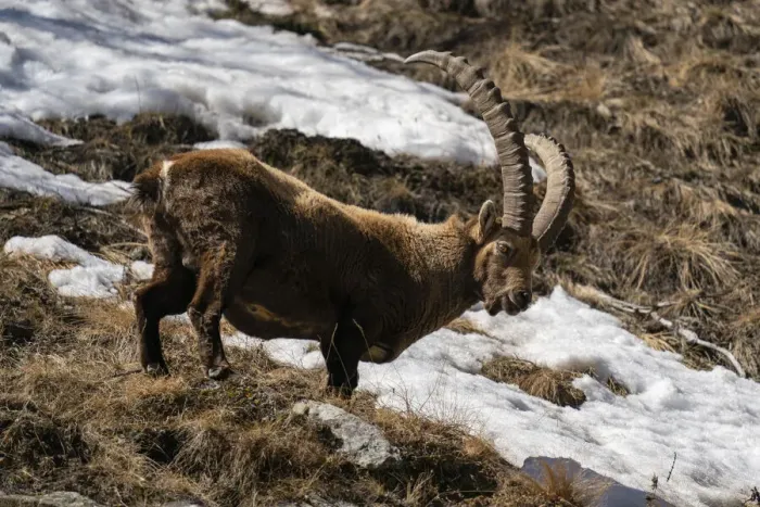 Framed Print : Alpine ibex (Capra ibex), Gran Paradiso National Park, Aosta Valley, Italy, Europe Framed Print : Alpine ibex (Capra ibex), Gran Paradiso National Park, Aosta Valley, Italy, Europe