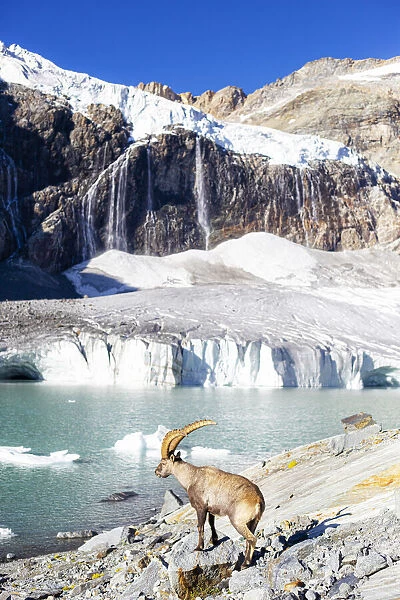 Alpine ibex beside Fellaria glacier, Valmalenco, Valtellina, Lombardy, Italy, Europe