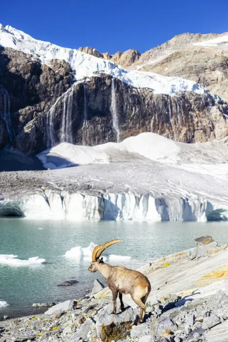 Framed Print : Alpine ibex beside Fellaria glacier, Valmalenco, Valtellina, Lombardy, Italy, Europe Framed Print : Alpine ibex beside Fellaria glacier, Valmalenco, Valtellina, Lombardy, Italy, Europe