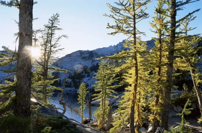 Framed Print : Alpine larch trees (Larix lyalli) Framed Print : Alpine larch trees (Larix lyalli)