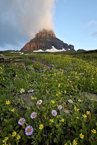 Alpine meadow, Glacier National Park, Montana, United States of America, North America