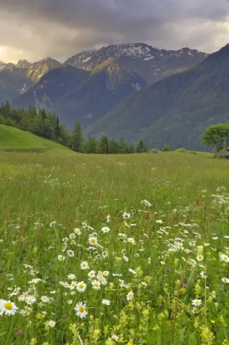 Framed Print : Alpine meadow, near Kofels, Umhausen, Otztal valley, Tyrol, Austria, Europe Framed Print : Alpine meadow, near Kofels, Umhausen, Otztal valley, Tyrol, Austria, Europe