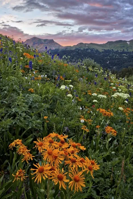 Framed Print : Alpine meadow with orange sneezeweed (Hymenoxys hoopesii) (Dugaldia hoopesii) (Helenium hoopesii) Framed Print : Alpine meadow with orange sneezeweed (Hymenoxys hoopesii) (Dugaldia hoopesii) (Helenium hoopesii)
