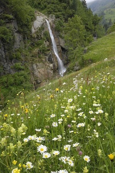 Alpine meadow, Venter Tal near Vent, Otztal valley, Tyrol, Austria, Europe