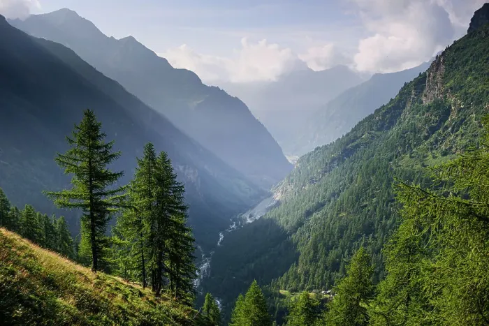 Framed Print : Alpine meadows and forest in summer in front of Monte Rosa, Nature Park Valsesia and the Alta Val Strona, Piedmont, Italian Alps, Italy, Europe Framed Print : Alpine meadows and forest in summer in front of Monte Rosa, Nature Park Valsesia and the Alta Val Strona, Piedmont, Italian Alps, Italy, Europe