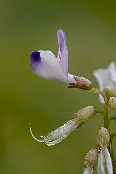 Alpine milkvetch (Astragalus alpinus), Gunnison National Forest, Colorado