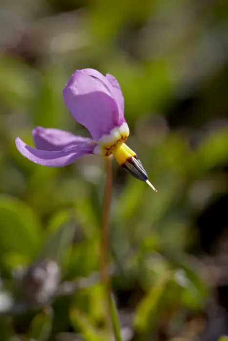 Framed Print : Alpine Shooting Star (Dodecatheon alpinum), Shoshone National Forest, Wyoming Framed Print : Alpine Shooting Star (Dodecatheon alpinum), Shoshone National Forest, Wyoming