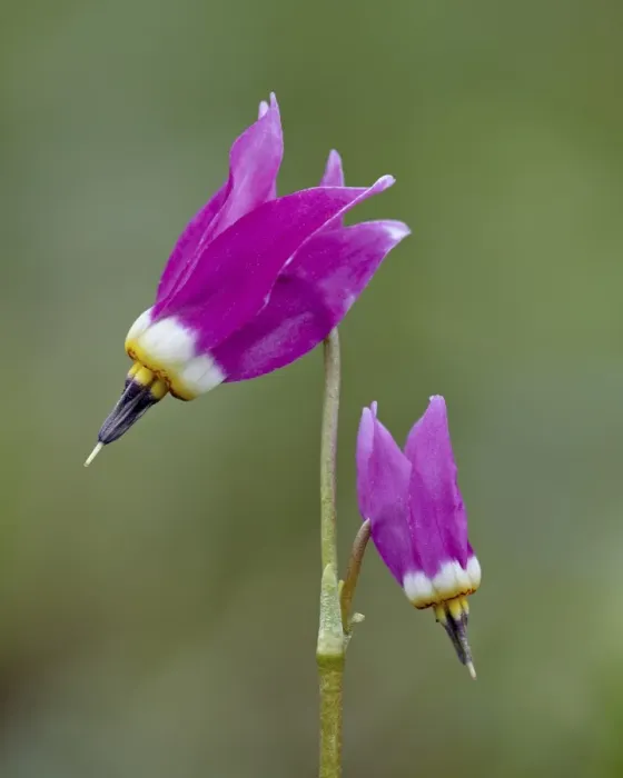Framed Print : Alpine shooting star (Dodecatheon alpinum), Yellowstone National Park, Wyoming, United States of America, North America