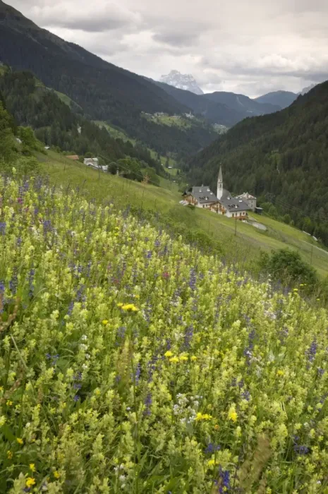 Framed Print : Alpine wild flower meadow, Dolomites, Italy, Europe Framed Print : Alpine wild flower meadow, Dolomites, Italy, Europe