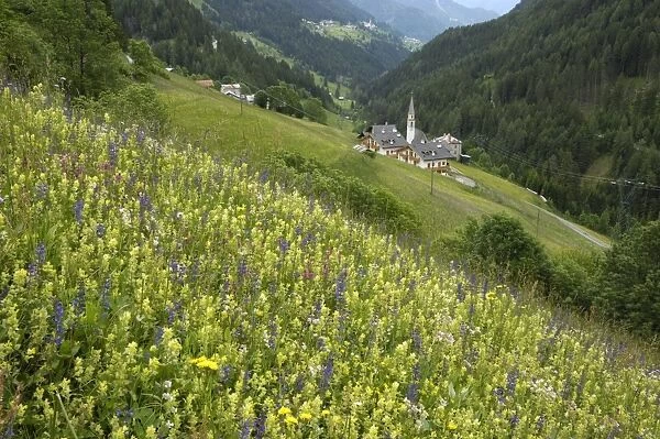Alpine wild flower meadow, Dolomites, Italy, Europe
