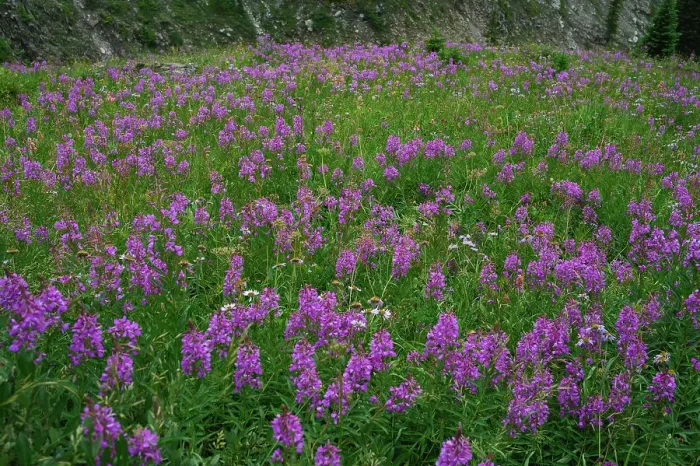 Framed Print : Alpine wildflower meadows with fireweed (Chamaenerion angustifolium) along the Ptarmigan Cirque Trail in summer, Kananaskis Country, Alberta, Canadian Rockies, Canada, North America Framed Print : Alpine wildflower meadows with fireweed (Chamaenerion angustifolium) along the Ptarmigan Cirque Trail in summer, Kananaskis Country, Alberta, Canadian Rockies, Canada, North America