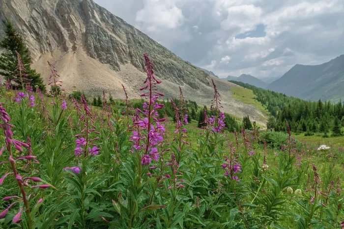 Framed Print : Alpine wildflower meadows with fireweed (Chamaenerion angustifolium) along the Ptarmigan Cirque Trail in summer, Kananaskis Country, Alberta, Canadian Rockies, Canada, North America Framed Print : Alpine wildflower meadows with fireweed (Chamaenerion angustifolium) along the Ptarmigan Cirque Trail in summer, Kananaskis Country, Alberta, Canadian Rockies, Canada, North America