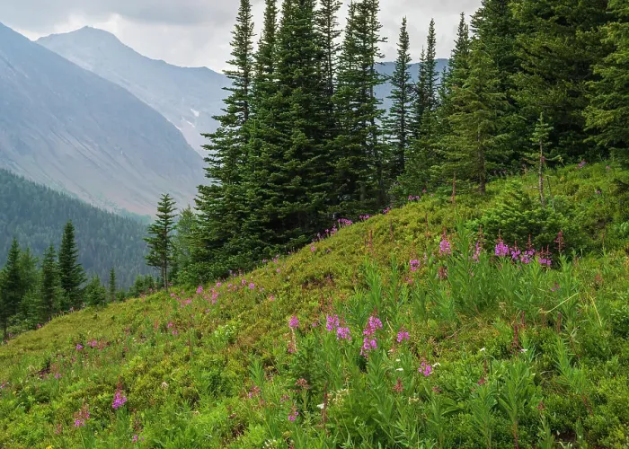 Framed Print : Alpine wildflower meadows with fireweed (Chamaenerion angustifolium) along the Ptarmigan Cirque Trail in summer, Kananaskis Country, Alberta, Canadian Rockies, Canada, North America Framed Print : Alpine wildflower meadows with fireweed (Chamaenerion angustifolium) along the Ptarmigan Cirque Trail in summer, Kananaskis Country, Alberta, Canadian Rockies, Canada, North America