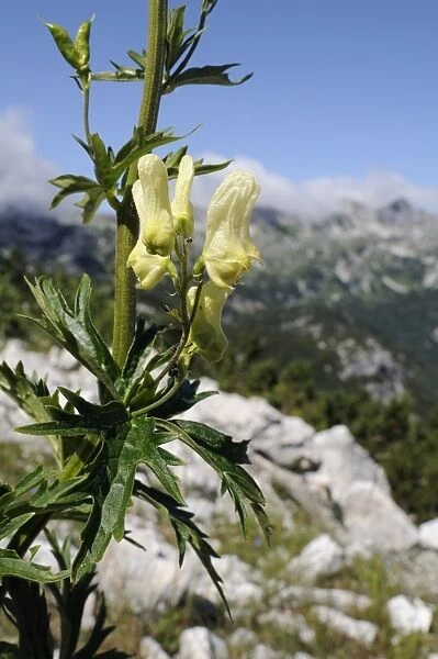 Alpine Wolfsbane or Yellow monkshood (Aconitum lycoctonum neapolitanum), Triglav National Park, slovenia, slovenian, europe, european