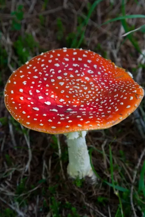 Framed Print : Amanita muscaria (fly agaric) (fly amanita) a poisonous fungus, Dolomite, Belluno province, Italy, Europe Framed Print : Amanita muscaria (fly agaric) (fly amanita) a poisonous fungus, Dolomite, Belluno province, Italy, Europe