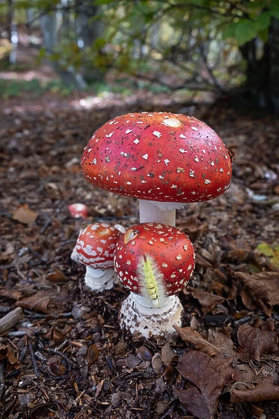 Amanita Muscaria (fly agaric) mushrooms in the underwood with a processionary bug (caterpillar) climbing one of them, Emilia Romagna, Italy, Europe