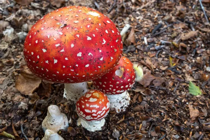 Framed Print : Amanita Muscaria (fly agaric) mushrooms in the underwood with a processionary bug climbing one of them, Emilia Romagna, Italy, Europe Framed Print : Amanita Muscaria (fly agaric) mushrooms in the underwood with a processionary bug climbing one of them, Emilia Romagna, Italy, Europe
