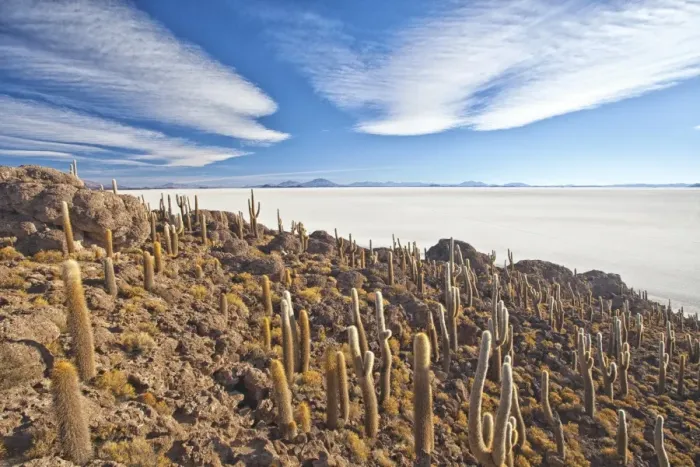 Framed Print : An amazing view from the top of the Isla Incahuasi, Salar de Uyuni, Bolivia, South