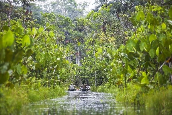 Amazon Rainforest dugout canoe ride, Sacha Lodge, Coca, Ecuador, South America