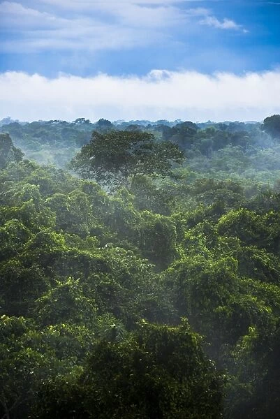 Amazon Rainforest at Sacha Lodge, Coca, Ecuador, South America