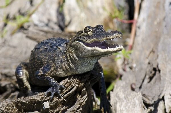 American alligator (Alligator mississippiensis), Everglades, UNESCO World Heritage Site, Florida, United States of America, North America