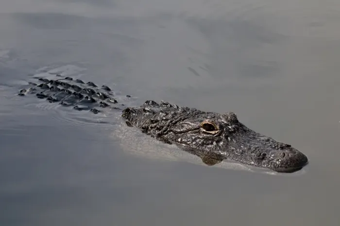 Framed Print : American alligator (Alligator mississippiensis), Everglades, UNESCO World Heritage Site, Florida, United States of America, North America Framed Print : American alligator (Alligator mississippiensis), Everglades, UNESCO World Heritage Site, Florida, United States of America, North America