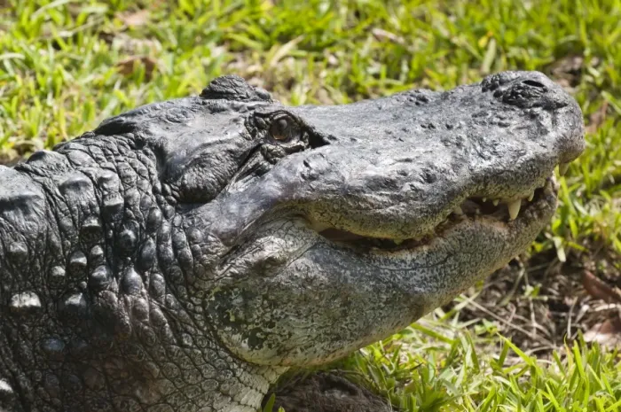 Framed Print : American alligator (Alligator mississippiensis), Everglades, UNESCO World Heritage Site, Florida, United States of America, North America Framed Print : American alligator (Alligator mississippiensis), Everglades, UNESCO World Heritage Site, Florida, United States of America, North America