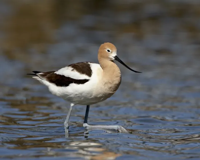 Framed Print : American Avocet (Recurvirostra americana), Belmar Historic Park, Lakewood Framed Print : American Avocet (Recurvirostra americana), Belmar Historic Park, Lakewood