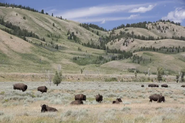 Framed Print : American Bison (Bison bison), Grand Teton National Park, Wyoming, United States of America, North America Framed Print : American Bison (Bison bison), Grand Teton National Park, Wyoming, United States of America, North America