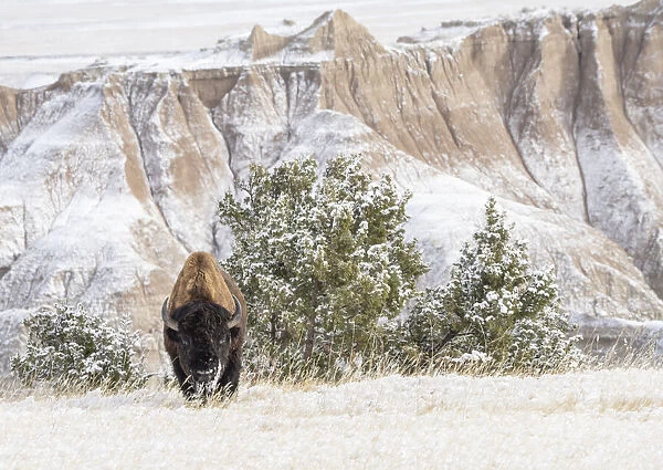American Bison (Bison Bison) in the snow in the Badlands, Badlands National Park