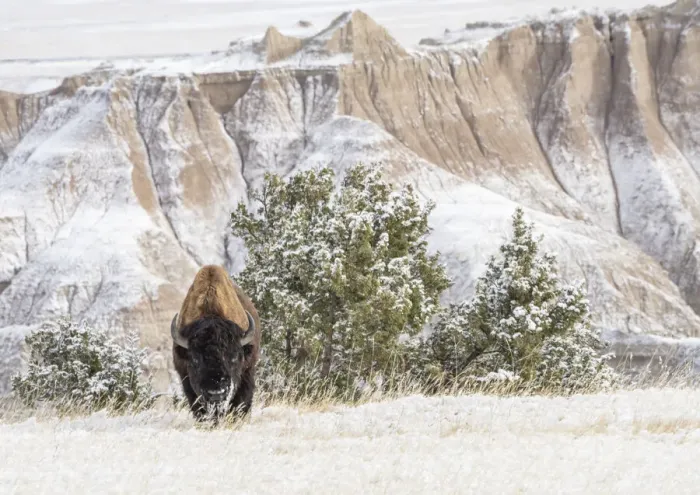 Framed Print : American Bison (Bison Bison) in the snow in the Badlands, Badlands National Park Framed Print : American Bison (Bison Bison) in the snow in the Badlands, Badlands National Park