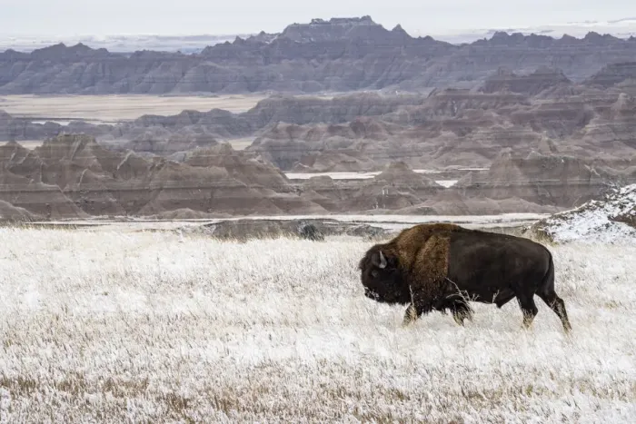 Framed Print : American Bison (Bison Bison) walking in the snow in the Badlands, Badlands National Park Framed Print : American Bison (Bison Bison) walking in the snow in the Badlands, Badlands National Park