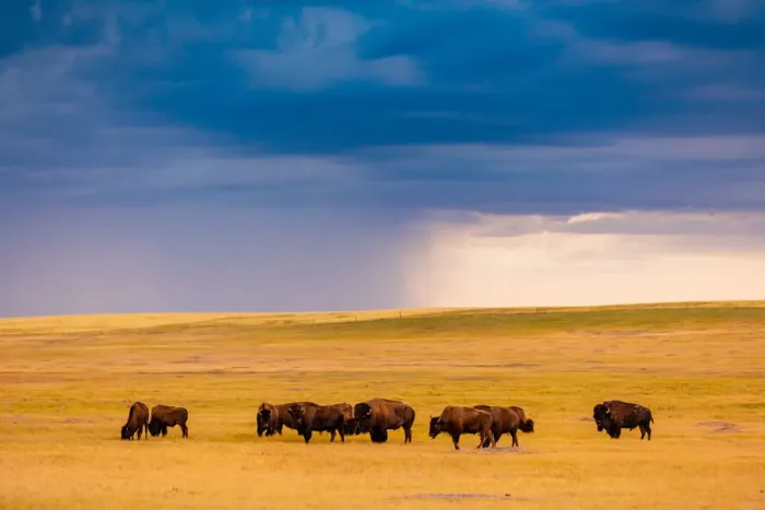 Framed Print : American Bison in their natural habitat of the Badlands, South Dakota Framed Print : American Bison in their natural habitat of the Badlands, South Dakota