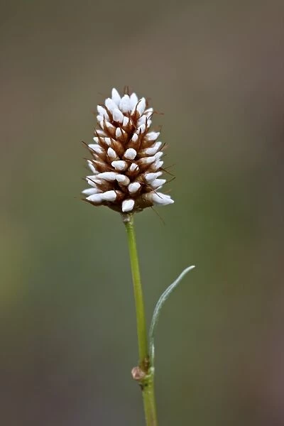 American bistort (Western bistort) (smokeweed) (mountain meadow knotweed) (Polygonum bistortoides (Bistorta bistortoides), Gunnison National Forest, Colorado, United States of America, North America